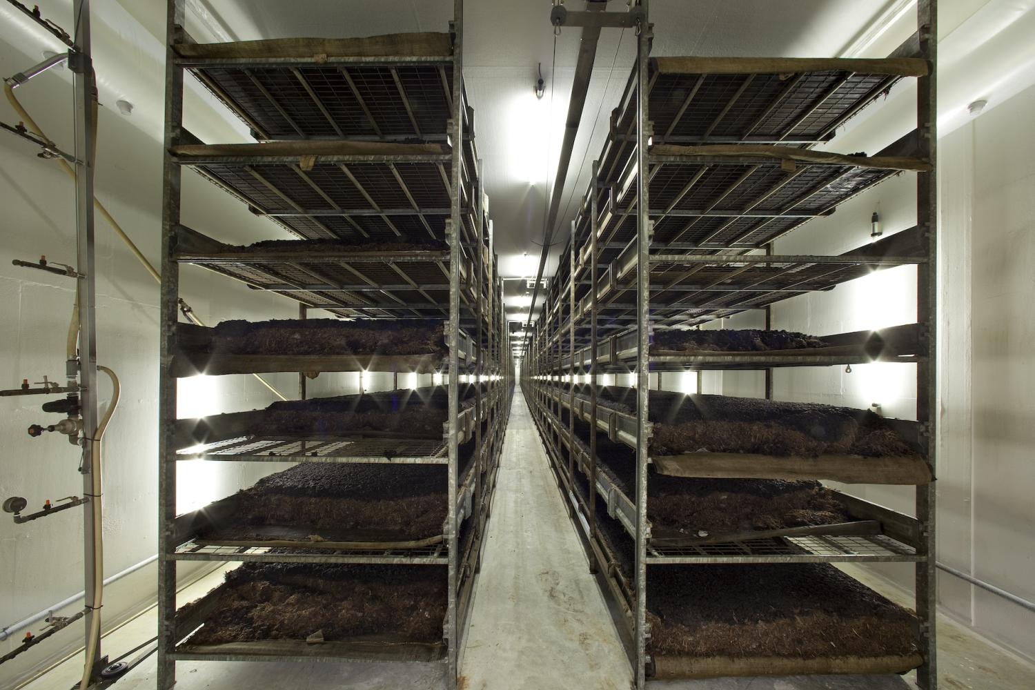 Células de cultivo de hongos