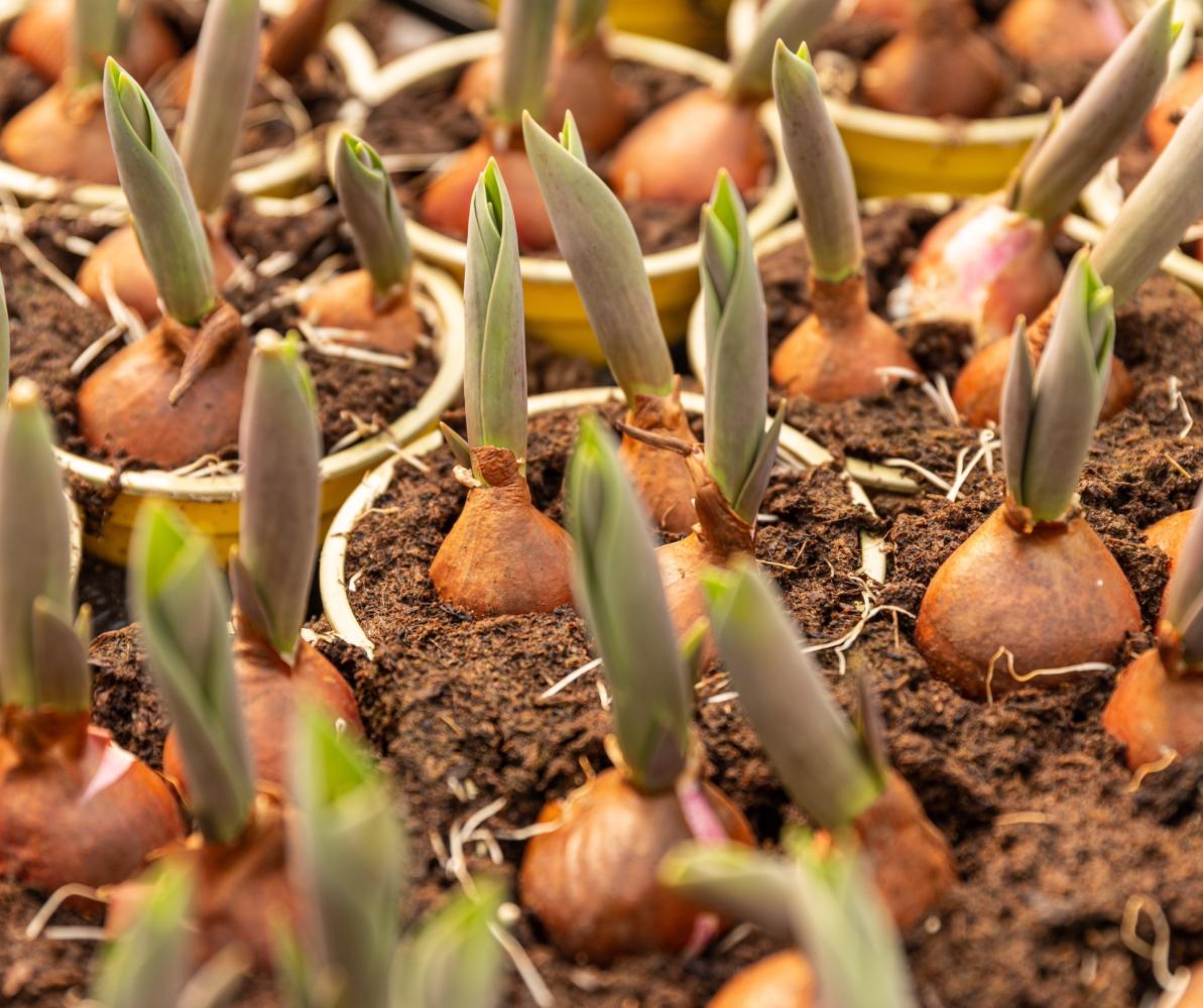 Rubcoat en el cultivo de bulbos de flores