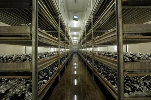 Rubcoat en imágenes